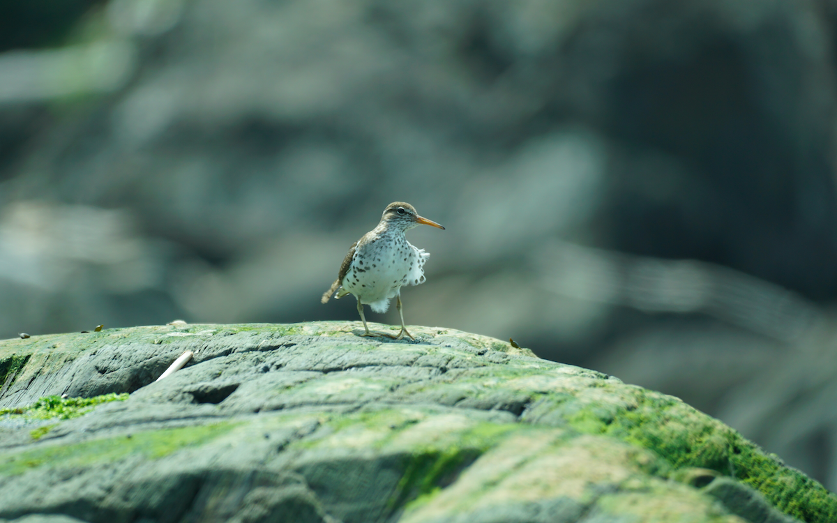 Spotted Sandpiper - ML593172001