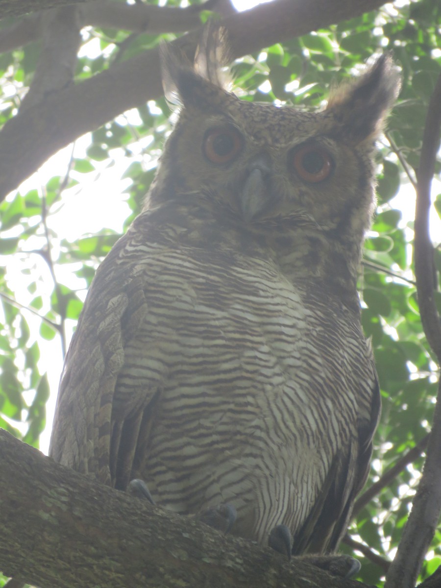 Great Horned Owl - ML593172021