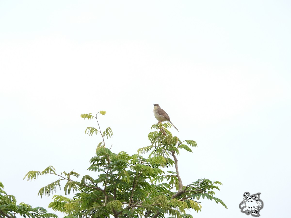 Prinia Selvática - ML593172091