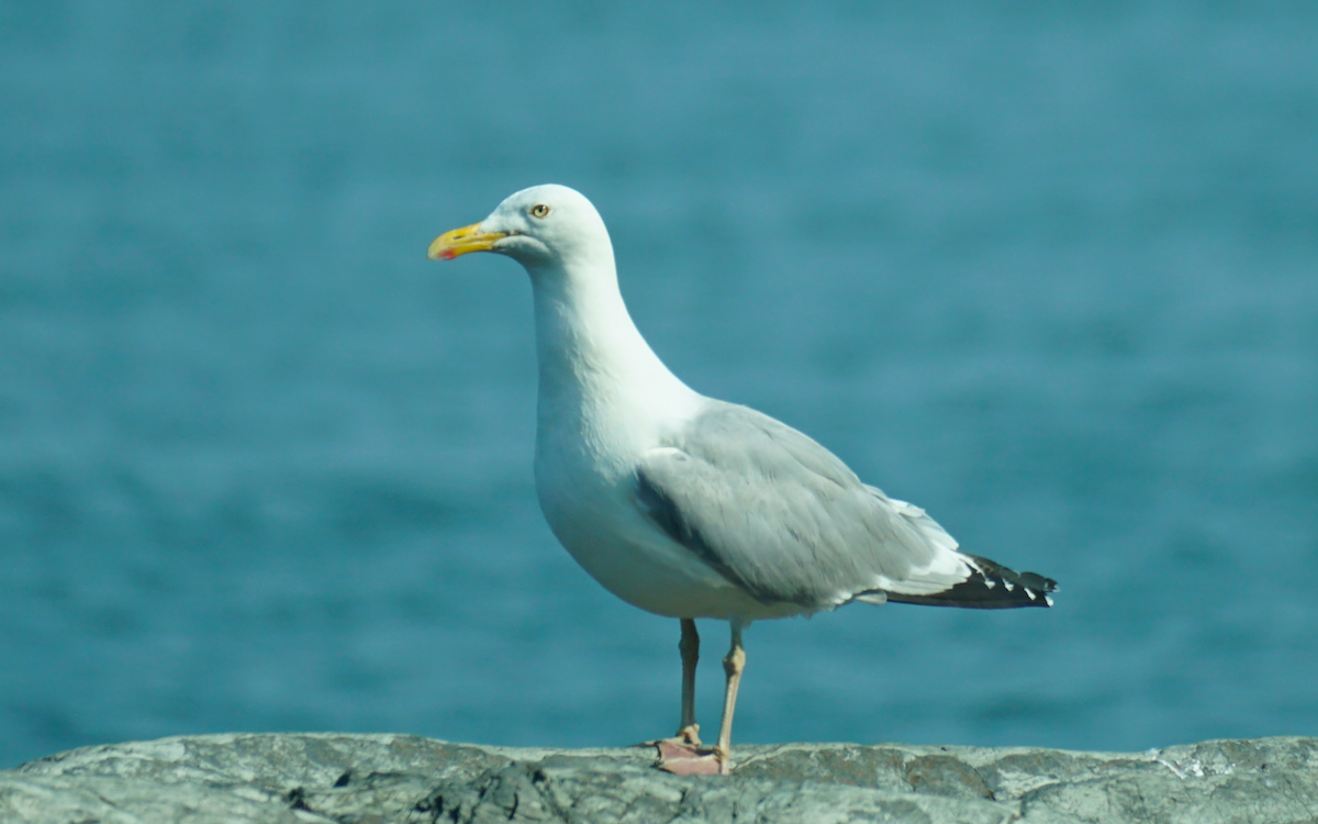 Gaviota Argéntea - ML593172271