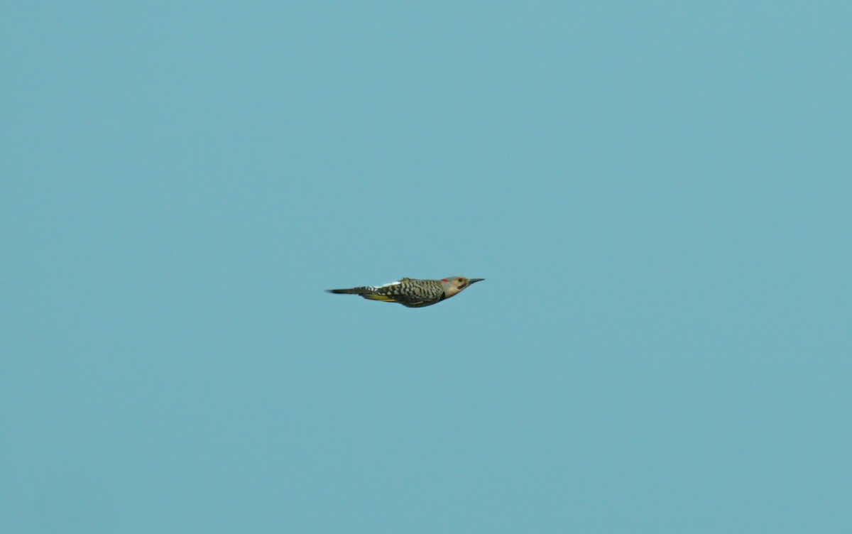 Northern Flicker - ML593172321