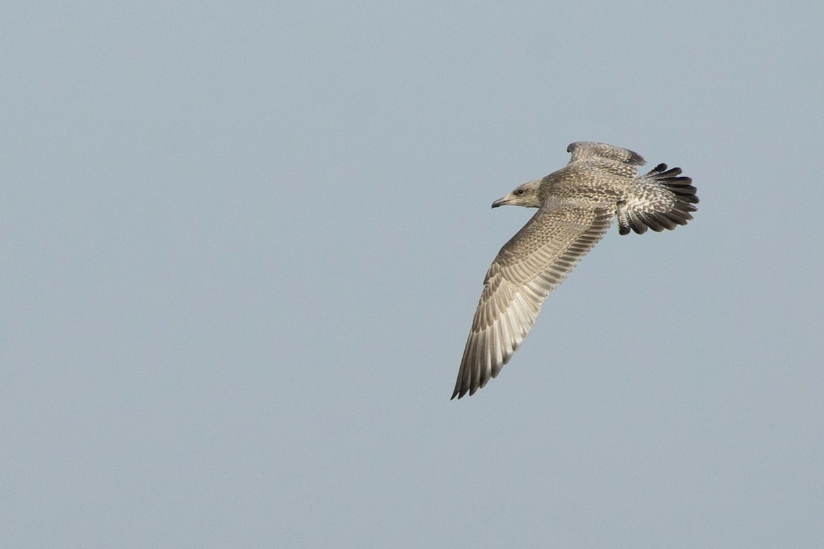 Herring Gull - ML593173071