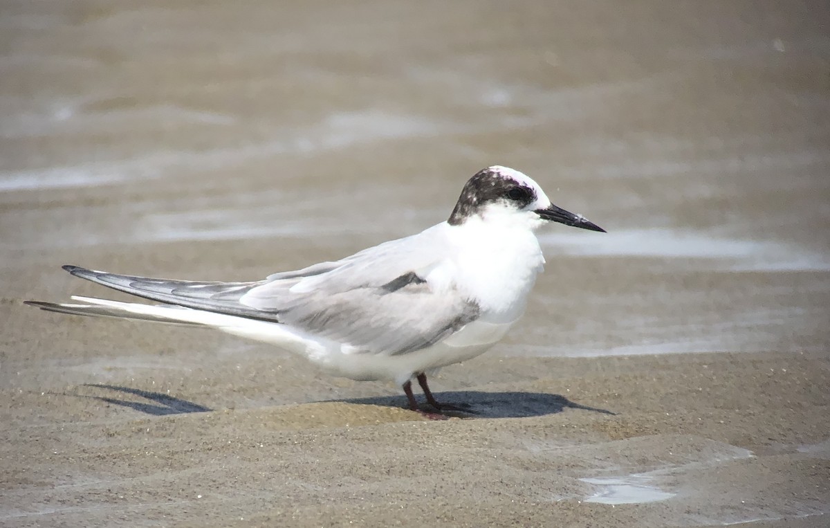 Arctic Tern - ML593173361