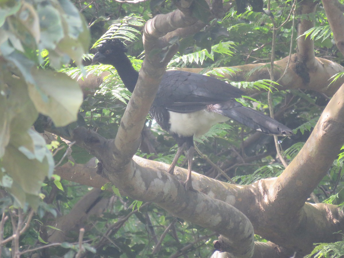 Yellow-knobbed Curassow - ML593173641