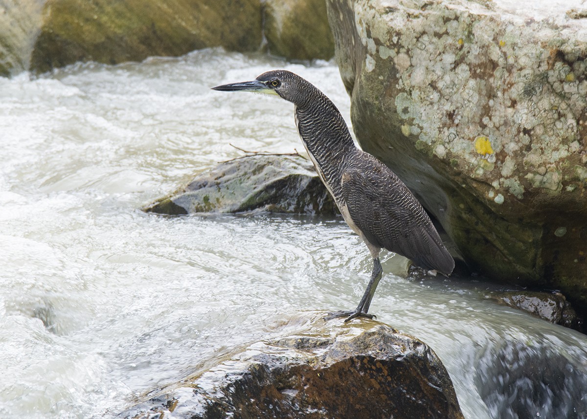 Fasciated Tiger-Heron - ML593173991