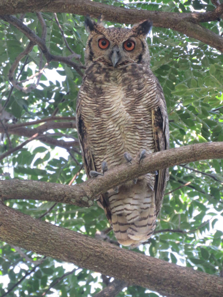 Great Horned Owl - ML593174621