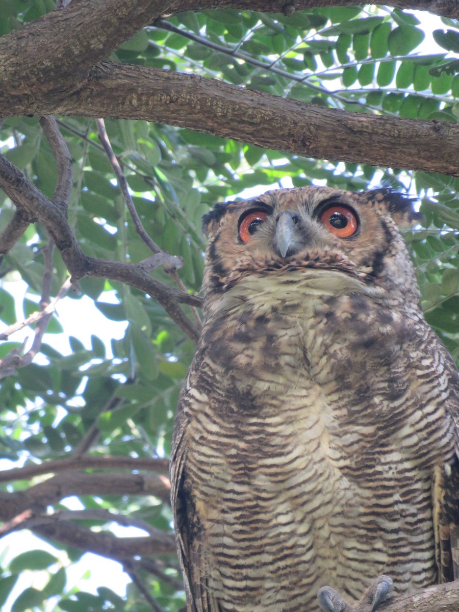 Great Horned Owl - ML593174631