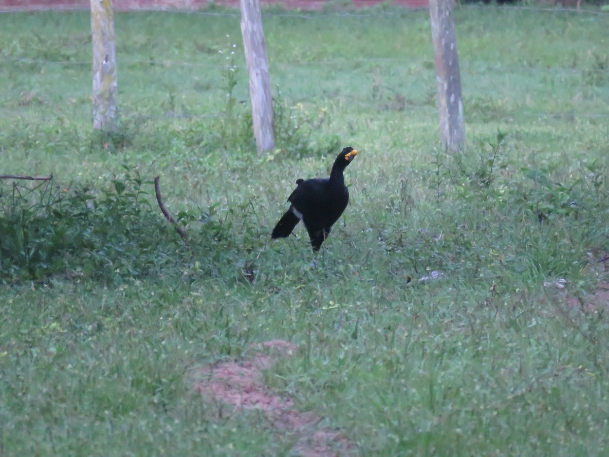 Yellow-knobbed Curassow - ML593176391