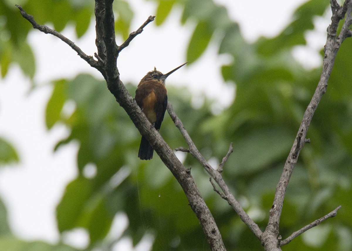 Brown Jacamar - ML593177321