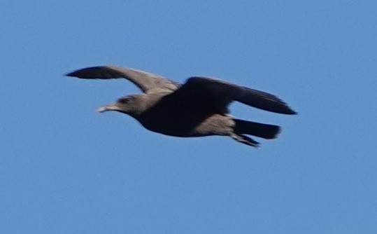 Heermann's Gull - ML593177731