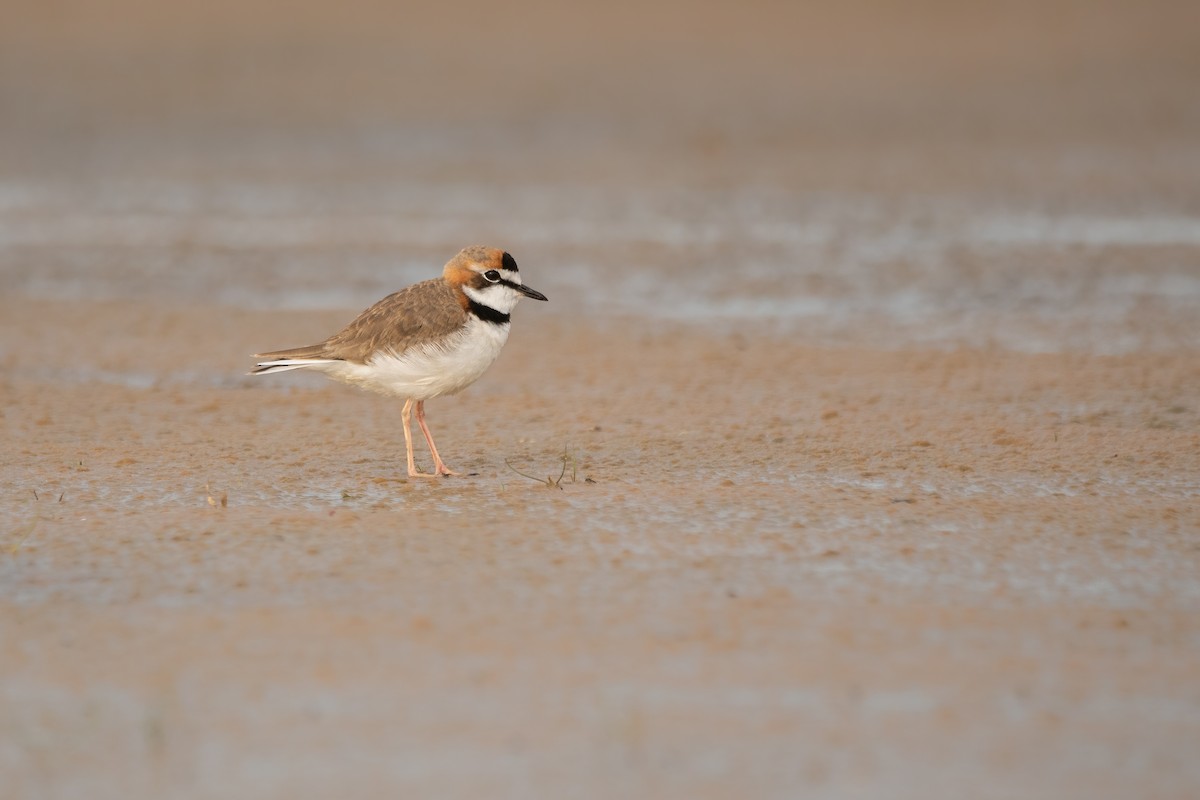 Collared Plover - ML593177771