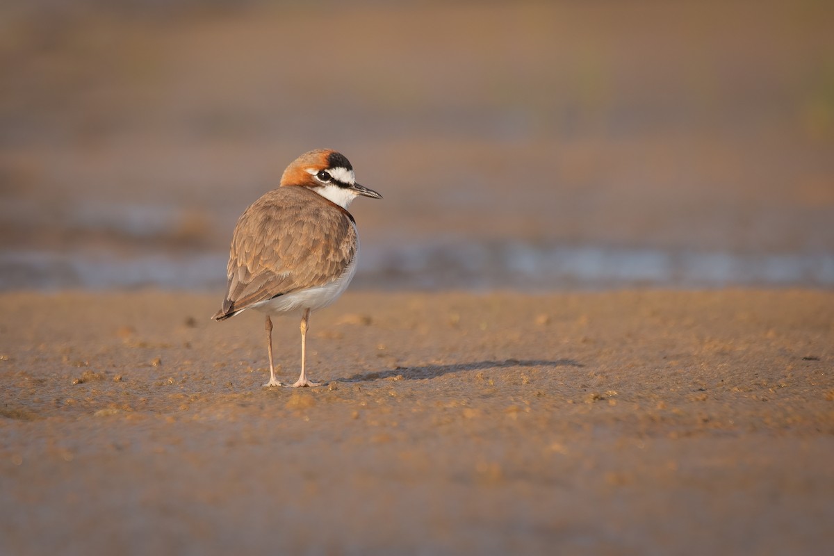 Collared Plover - ML593177781