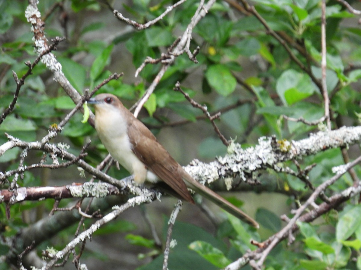 Black-billed Cuckoo - Richard Mckay