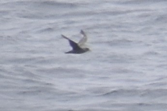 Northern Fulmar - ML593178271