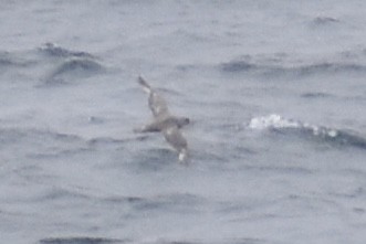 Northern Fulmar - ML593178291