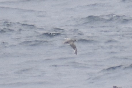 Northern Fulmar - ML593178301