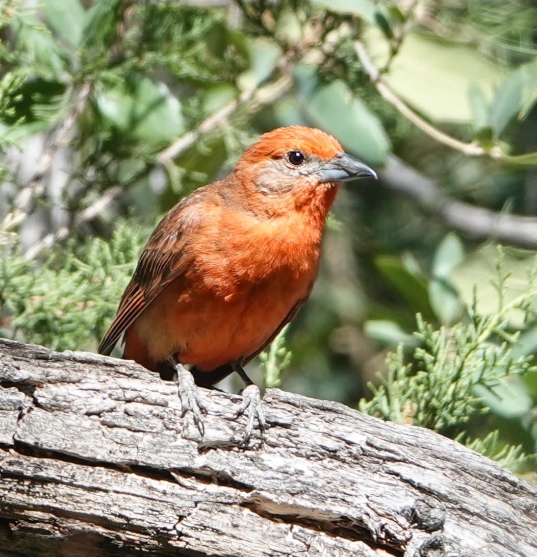 Hepatic Tanager - ML593178391