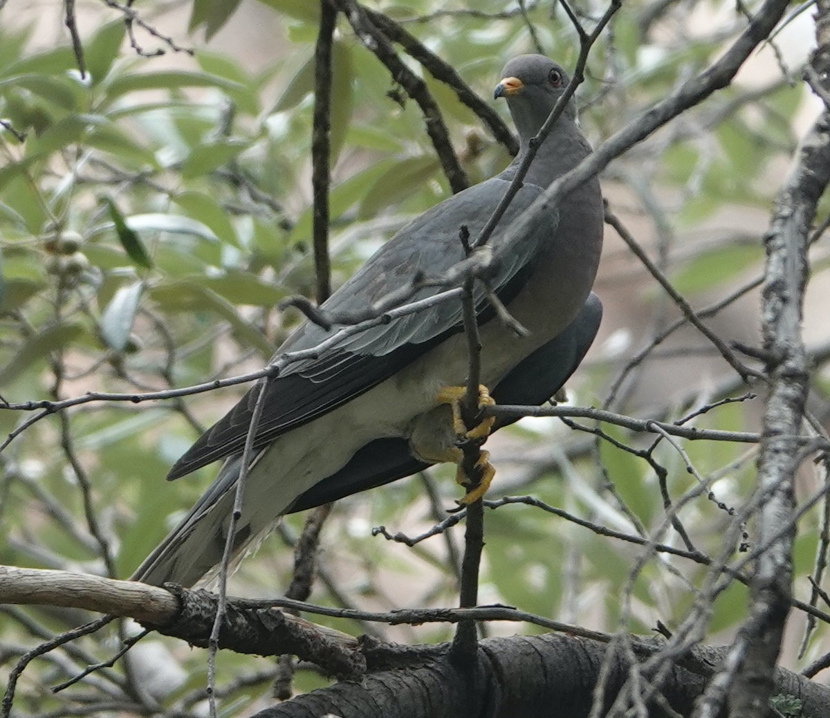 Band-tailed Pigeon - ML593178441