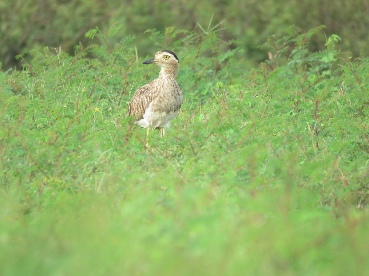 Double-striped Thick-knee - ML593178631