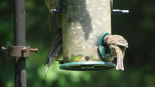 Purple Finch - ML593179801