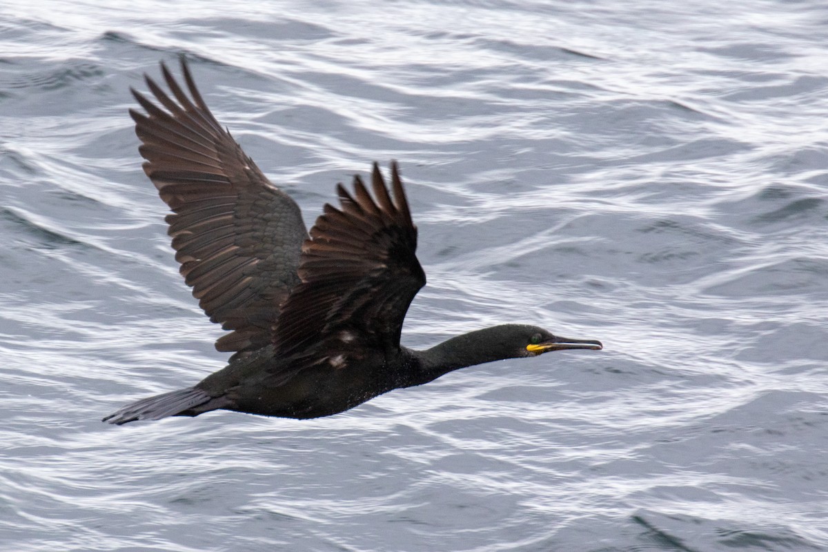 European Shag - ML593180811