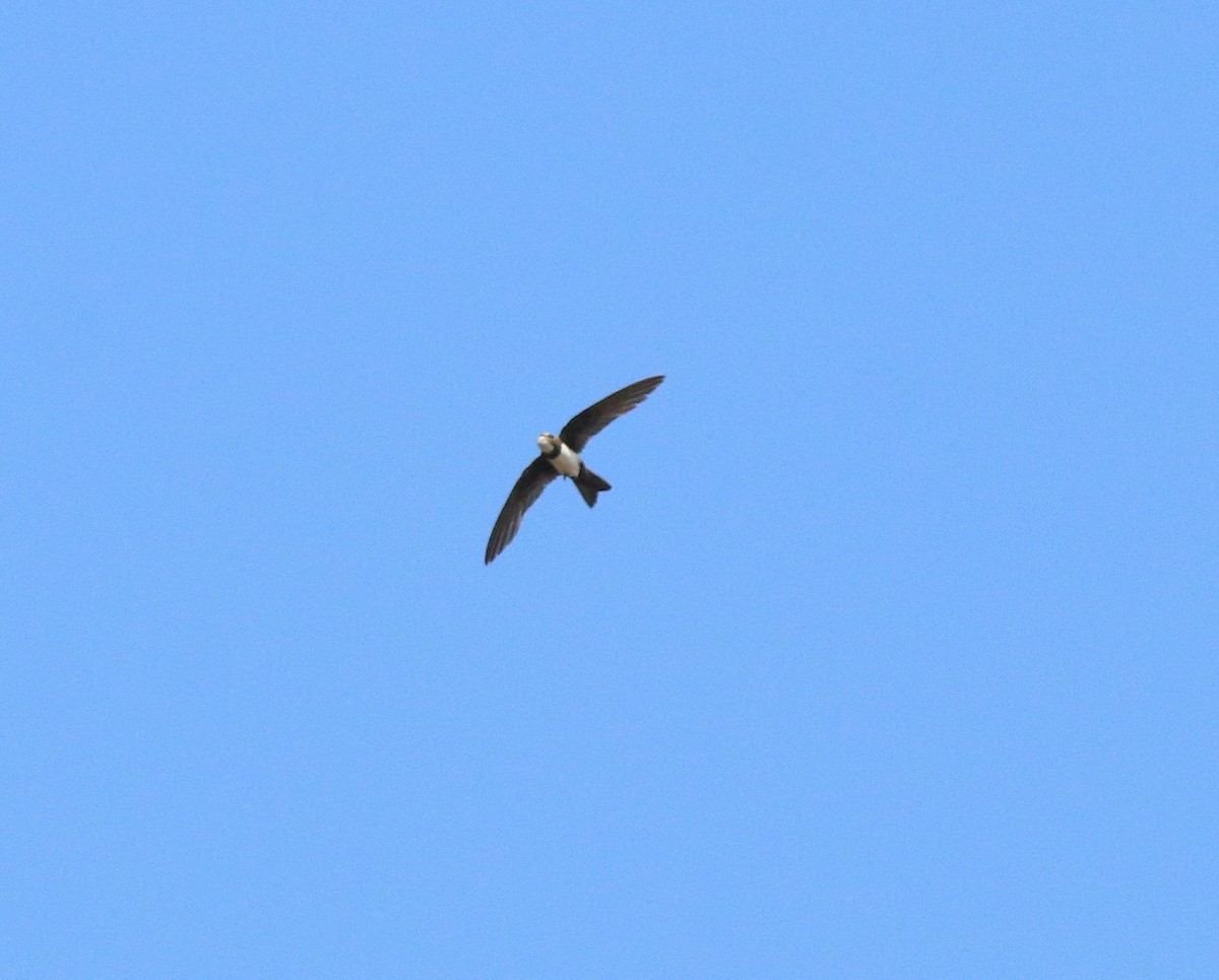 Alpine Swift - ML593182201