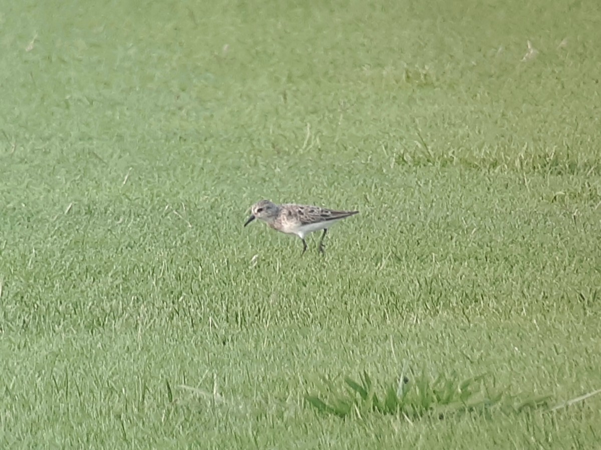 Semipalmated Sandpiper - ML593182491