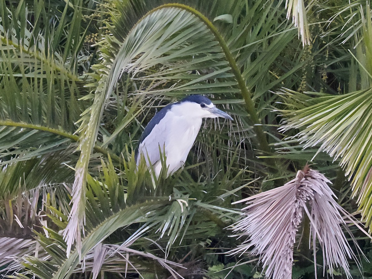 Black-crowned Night Heron - ML593182611