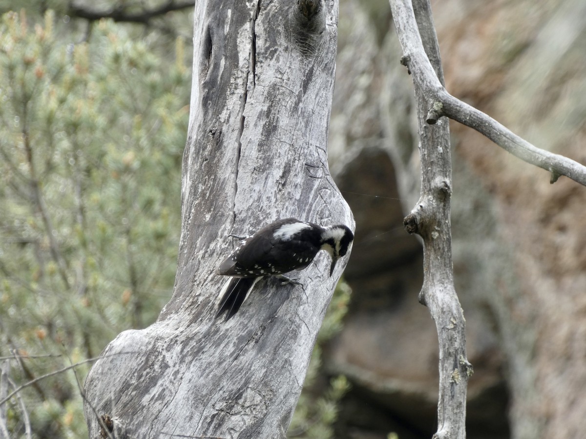 Hairy Woodpecker - Heidi Erstad