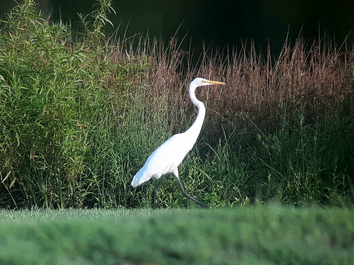 Great Egret - ML593182751