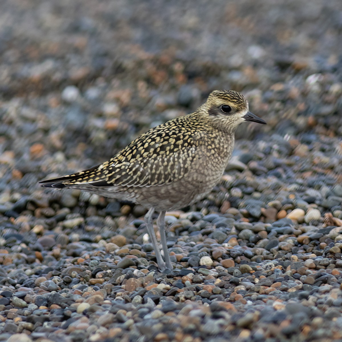 Pacific Golden-Plover - Gary Rosenberg