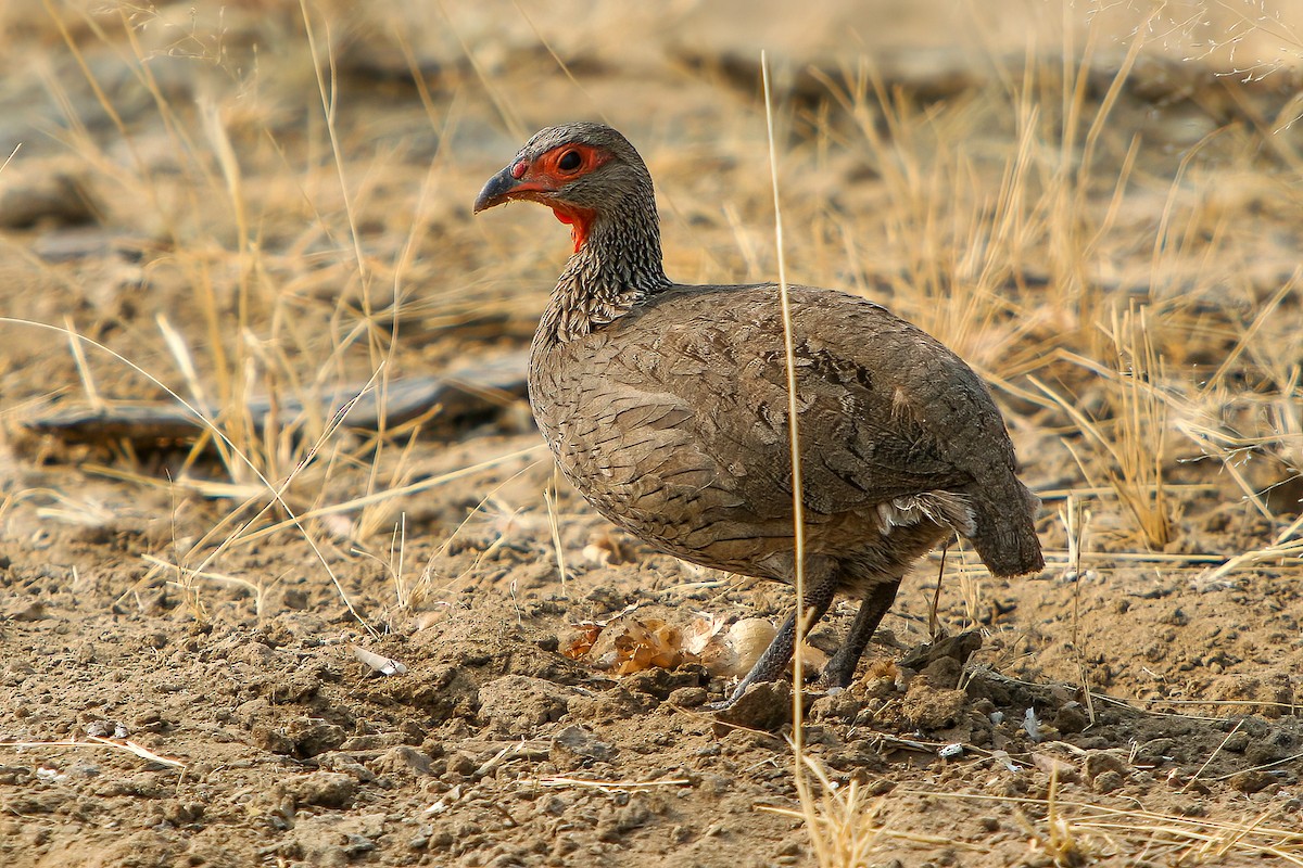 Red-necked Spurfowl - ML593183001