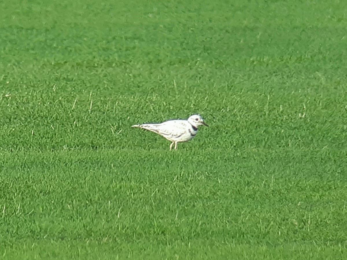 Killdeer - ML593183581