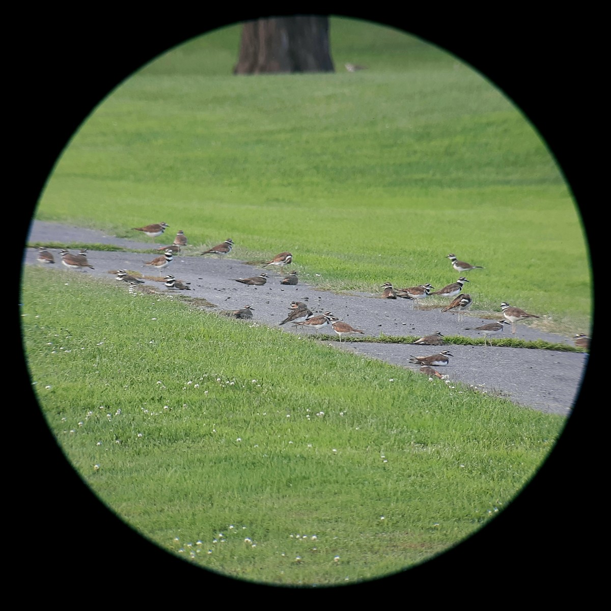 Killdeer - ML593183591