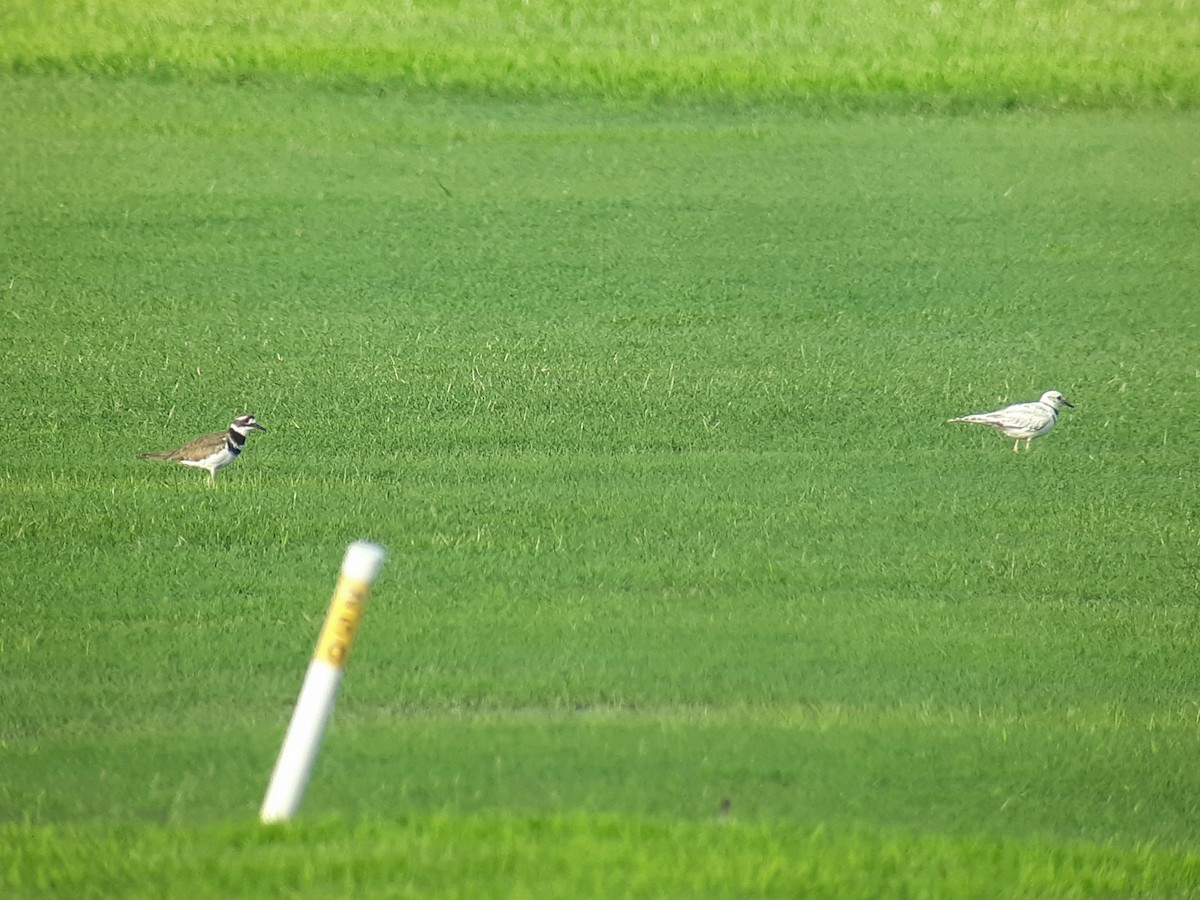 Killdeer - ML593183601