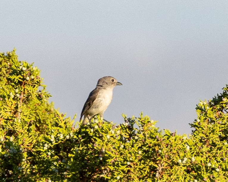 Gray Vireo - ML593183741