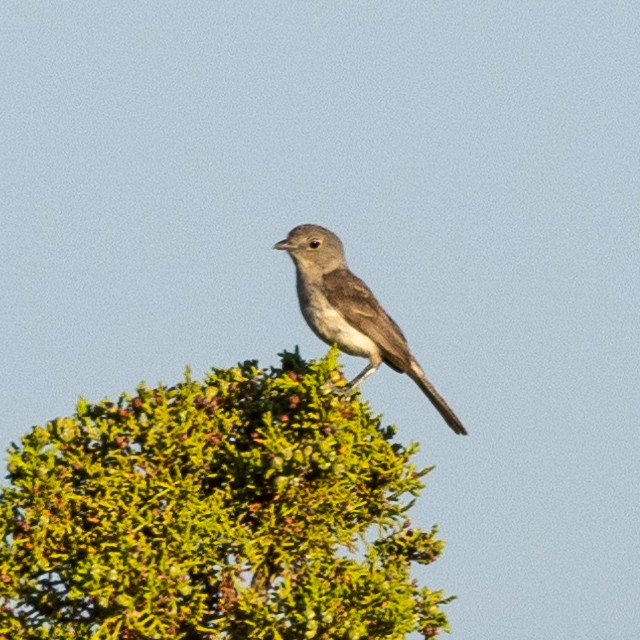 Gray Vireo - ML593183821