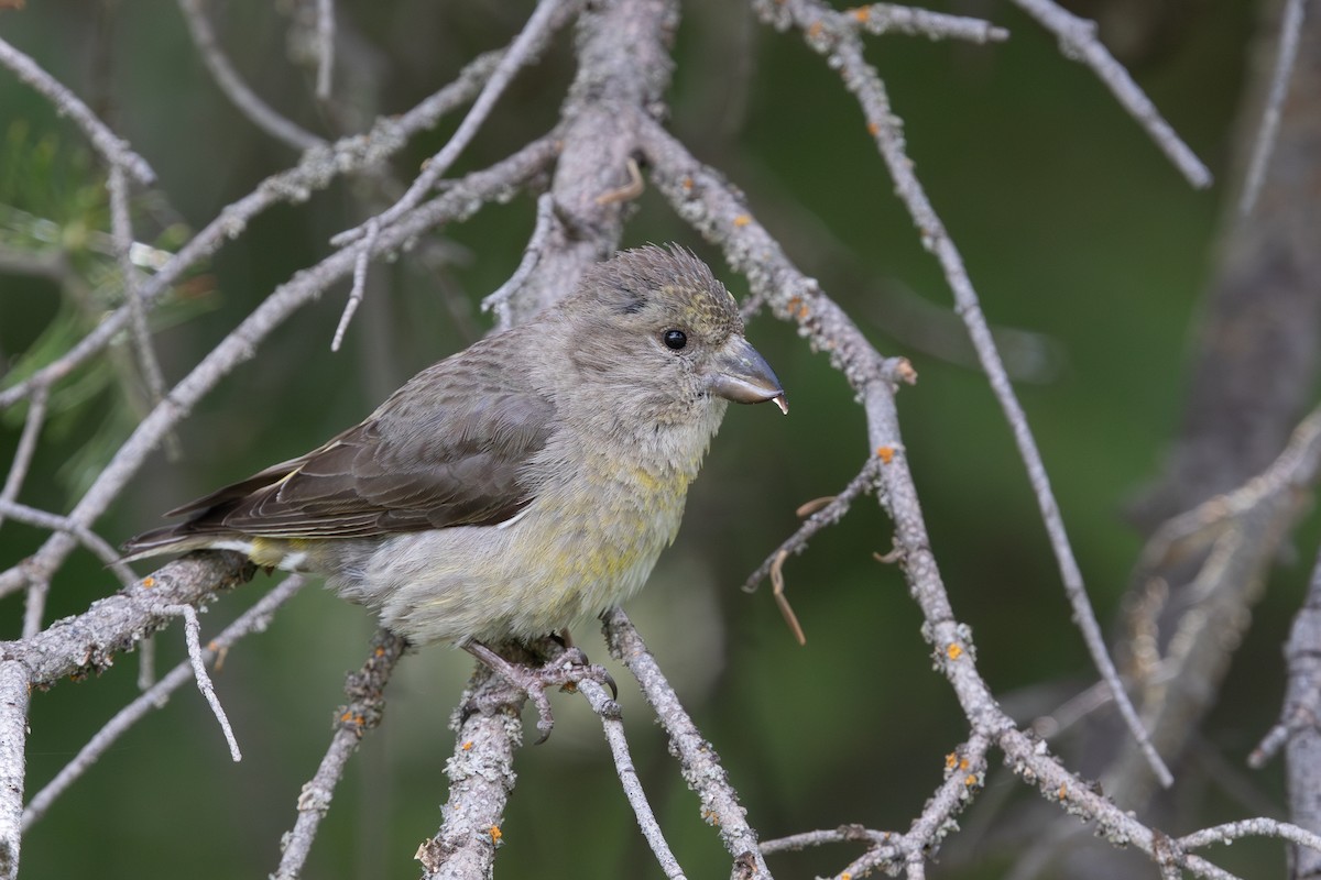 Cassia Crossbill - ML593183851