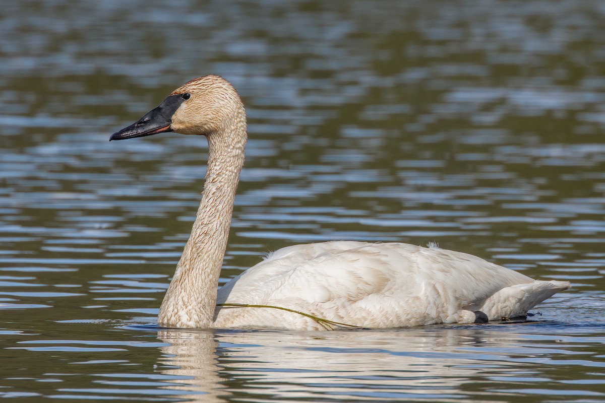 Trumpeter Swan - ML593184211