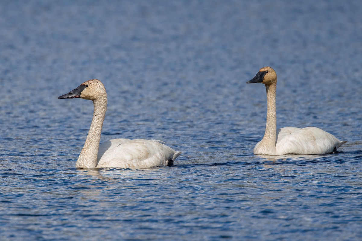 Trumpeter Swan - ML593184241