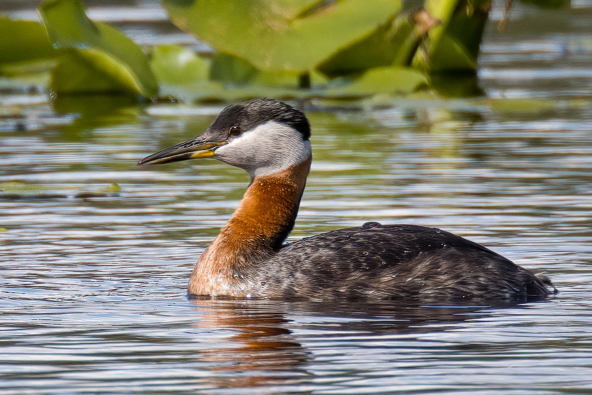 Red-necked Grebe - ML593184351