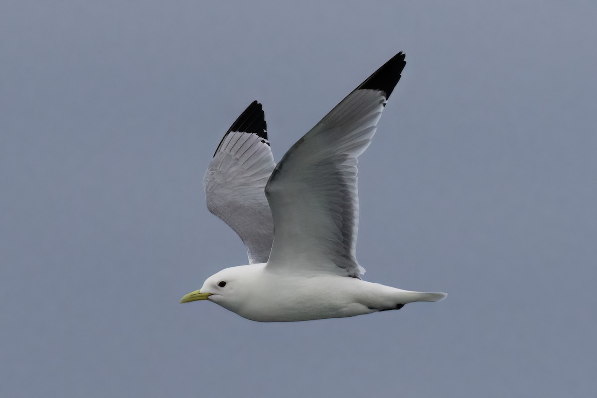 Black-legged Kittiwake - Gary Rosenberg