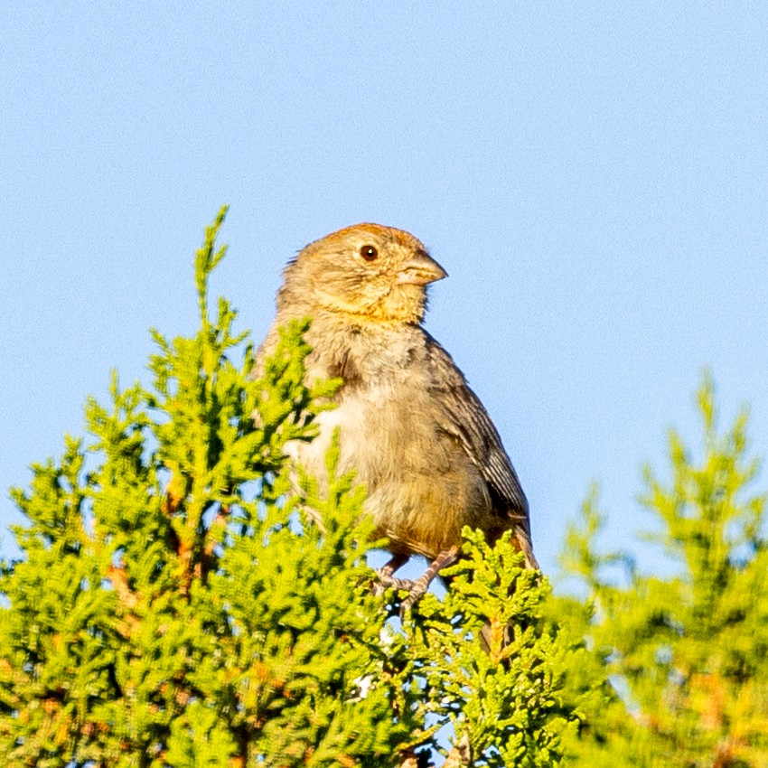 Canyon Towhee - ML593184921