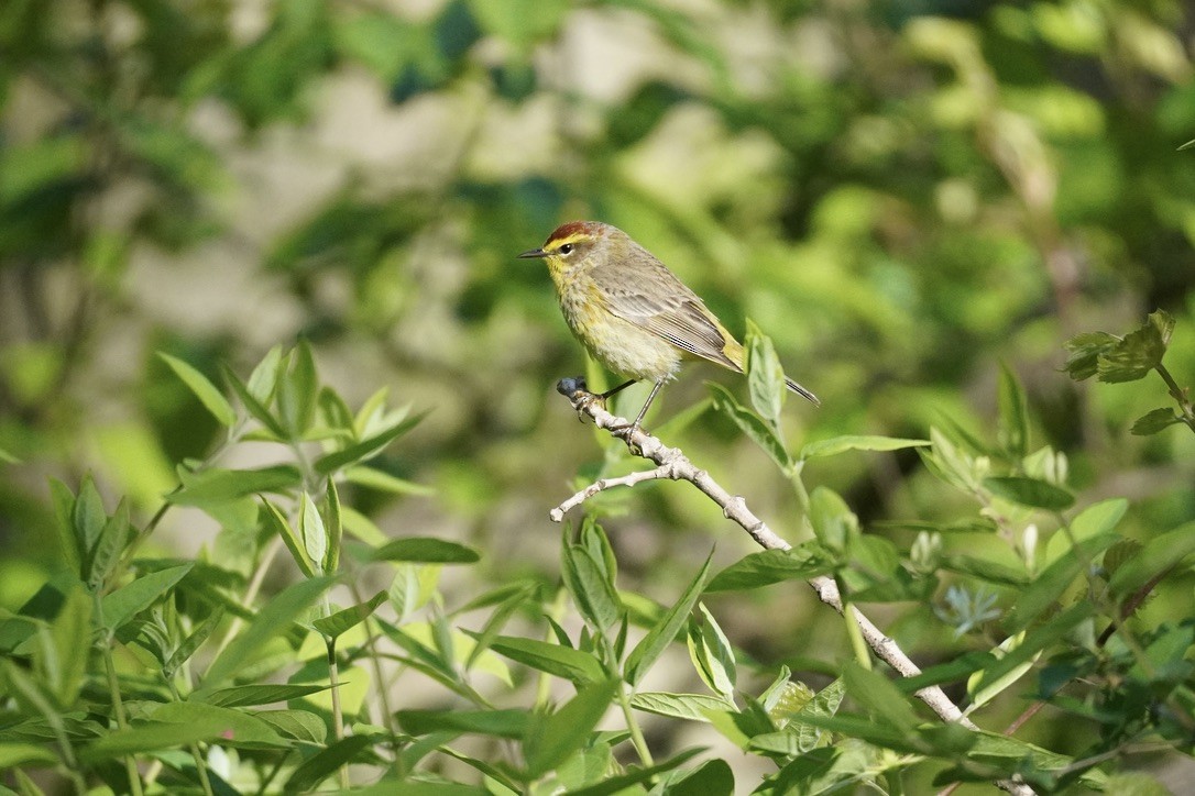 Palm Warbler - Terry Bohling
