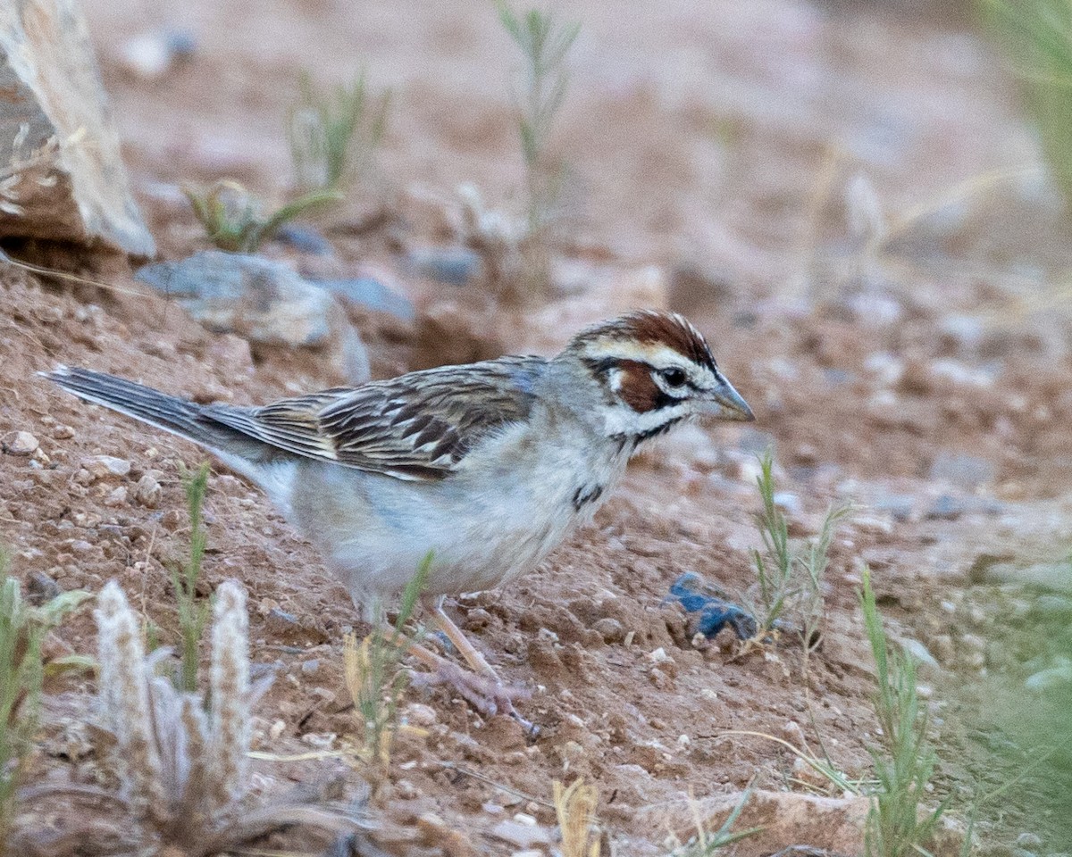 Lark Sparrow - ML593184991