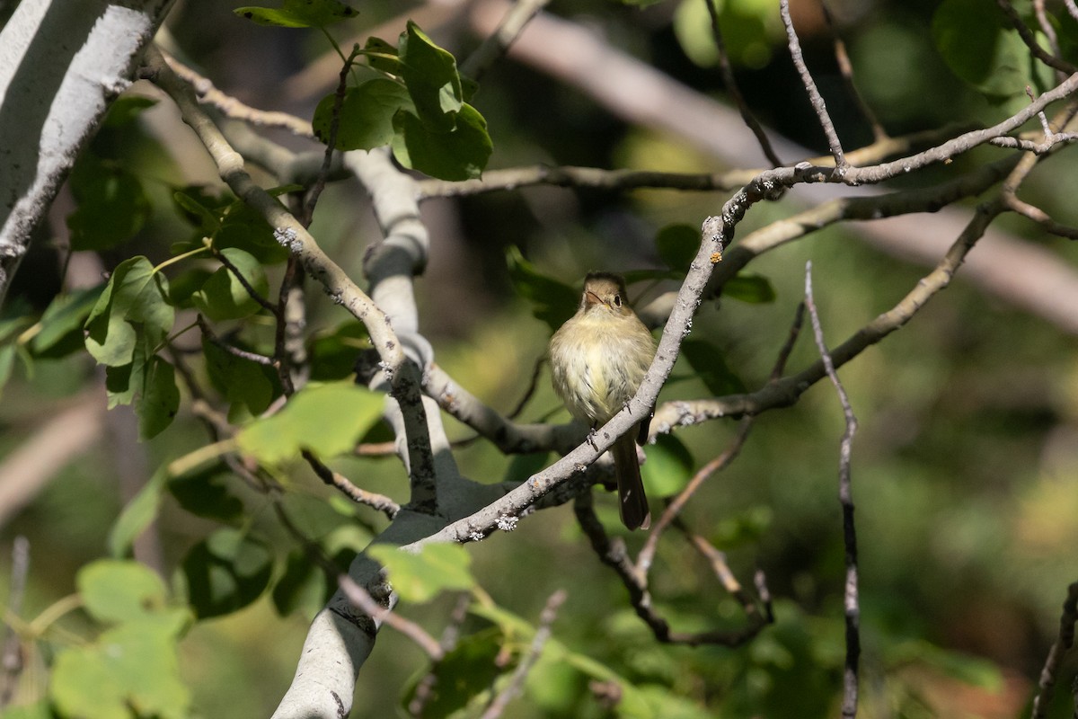 Western Flycatcher (Cordilleran) - ML593185331