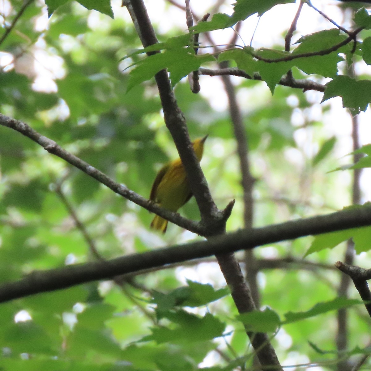 Yellow Warbler (Northern) - ML593185551