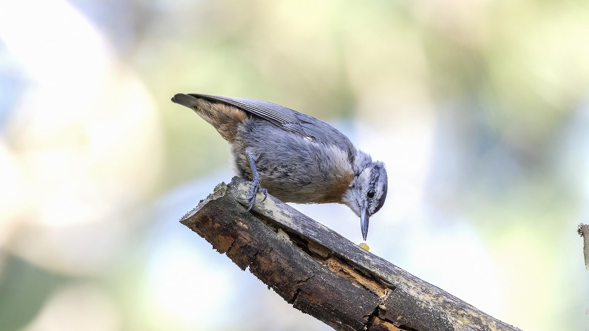 Krüper's Nuthatch - ML593186241