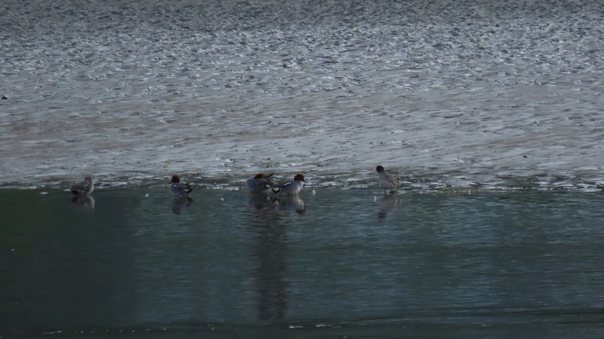 Eurasian Wigeon - ML593186721