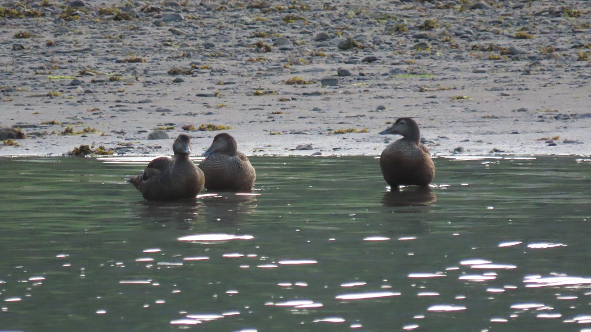 Common Eider - ML593186751